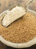 Wheat Grain (13.5 Protein)