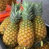 FRESH QUEEN PINEAPPLE