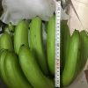 Fresh Banana , Fresh crop, ready to export , Cavendish Banana