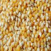 Best quality Corn for sale