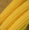 Yellow Maize for Human Consumption