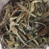 Dried seahorses