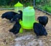 Ayam Cemani Chicken factory price