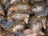 Dried frozen Snail meat for sale