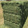 High quality Alfalfa hay