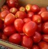 Fresh Tomatoes for sale