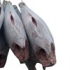 Frozen tuna fish for sale