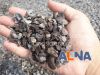 Palm Kernel Shell - Cangkang Sawit