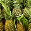 PREMIUM FRESH PINEAPPLES