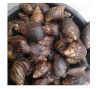 Giant African Snails, Frozen Snails, Snails, Snail Meat, Escargot