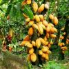 Cocoa and Coffee Beans from Cameroon