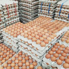 FRESH EGGS