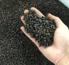 BLACK PEPPER_VIETNAM NEW CROP 2021