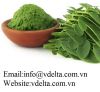 Bulk Moringa oleifera powder