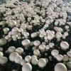 New Crop Wholesale  Champignon Mushroom