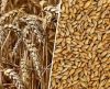 Wholesale Good Quality At Factory Price Barley Barley Animal Feed Barley Seeds