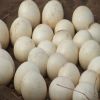 Ostrich Eggs