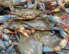 Blue Swimming Crab