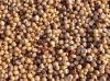 WHITE SORGHUM Red Sorghum Sorghum Grains