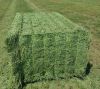 Bulk Alfalfa hay