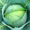 Fresh Green Cabbage