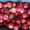 Fresh Royal Gala Apples