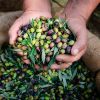 Various types of quality Fresh Olives