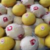 New Crop yellow lemon Fresh Lemon for South Africa