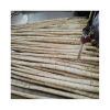 Natural High-Quality Fresh Burdock