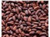 Cocoa Beans