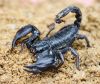 Black Scorpion