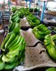 Fresh Cavendish Bananas