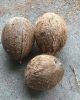 Matured Coconut