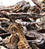 QUALITY DRIED SEAHORSE S EXPORTING