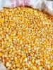 Best Quality White And Yellow Corn