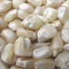 Top Quality White Maize / White Corn