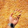 Yellow Corn/Maize For Animal Feed