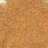 Popcorn Kernel for sale / Butterfly Popcorn and Mushroom Popcorn Kernels