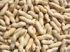 New Crop Shandong Raw Peanuts In Shell