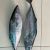 Frozen Bluefin Or Yellowfin Tuna Fresh Bulk