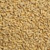 feed Barley for Animal Feed and Human Consumption