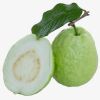 Fresh Guava Fruit from farm for sale