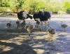 Ostrich chicks, live ostrich, Ostrich eggs