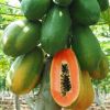 Red Fresh Papaya Fruit Supplier From South Africa Sweet Style Color Weight Natural 20 - 50% Maturity