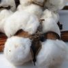 Buy Bulk Organic Raw Cotton at affordable price