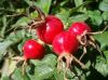 Pure Plant Extract Cosmetic Rosehip Essential