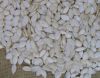 Good Quality Snow White Pumpkin Seeds for Sale