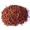 High Quality Red Sorghum/White Sorghum for Sale