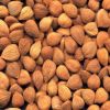 Wholesale Apricot Kernel very cheap