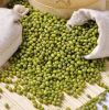 Machine Cleaned Premium Grade Green Mung Beans Wholesale